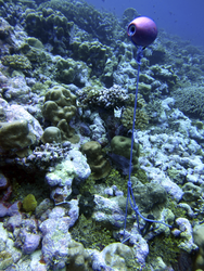 A black temperature sensor is deployed on this coral reef.