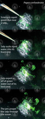 Salp dye injection process.