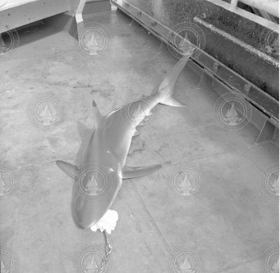 Shark on the deck of Chain.