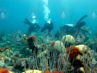 Anne Cohen (center) and Neal Cantin (left), diving in Bermuda.