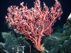 Sea fan coral cluster seen on Alvin dive 3806.