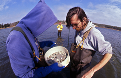 Bruce Lancaster, Dale Leavitt and James Weinberg (back) collecting clams.