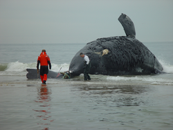 Michale Moore and David Taylor prepare to perform a right whale field necropsy.