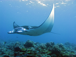 Manta Ray swimming over a coral reef.