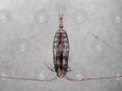 Female calanus copepod