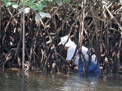 Jesús Pineda exploring a mangrove in Bahia Honda, Panama.