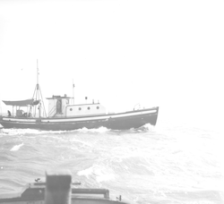 Full view of Balanus in Woods Hole harbor