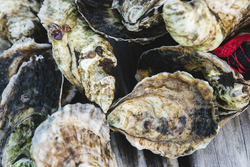 Oysters harvested from Ward Aquafarms.