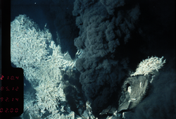 A billowing black smoker chimney and shrimp at a hydrothermal vent field.