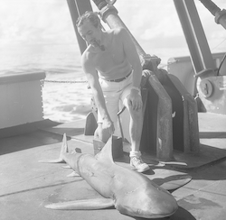 Jan Hahn with shark on deck of the Chain.