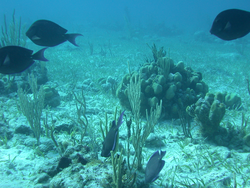 Fish swimming among the coral