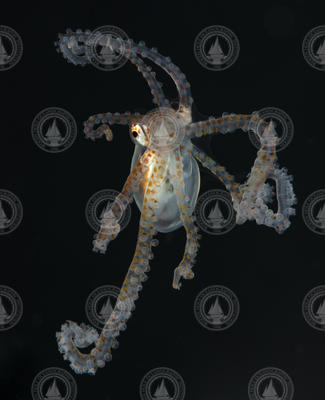 Atlantic longarm octopus named "Boo". Not OTZ.