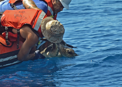 Ronnie Whims and Raul Martinez work to free two sea turtles from fishing gear.