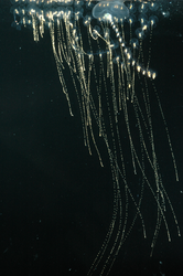 Rosacea tentacles, siphonophore - colonial jelly.