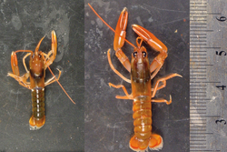 Size comparison of two American lobsters.