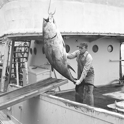 Taking large tuna off boat.