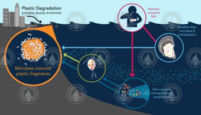 Microplastics in the Food Chain illustration