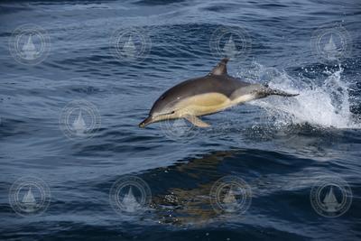 Atlantic White-Sided Dolphin jumping out of the water surface.