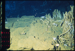 Crabs and tubeworms viewed at hydrothrmal vent field during Alvin dive 3028.