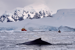 Humpback whale at the surface with R/V Laurence M. Gould in background.