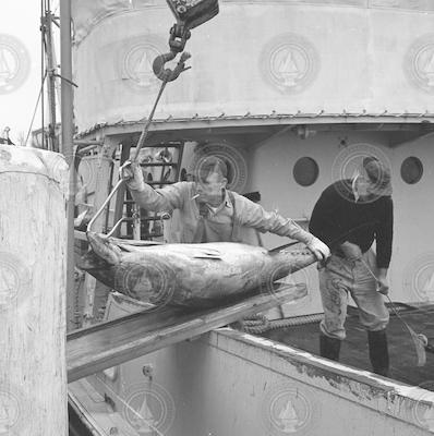 Taking large tuna off boat.