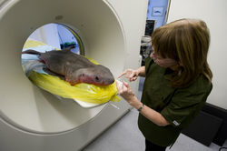 Darlene Ketten adjusting young Great White shark for CT scan.