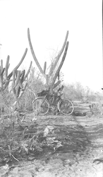Ashore on Cuba; bicycle with cactus