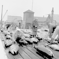 Frank Mather (upper left) measuring tuna from cruise