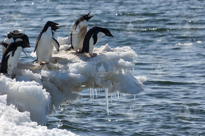 A group of penguins jumping off ice into the water.