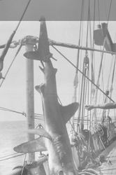 Shark hanging on deck of the Atlantis.