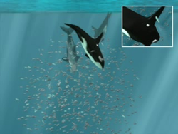 Orca whales gathering a ball of fish to feed on. One whale wears a DTag.