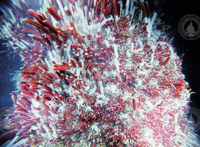 Tubeworm colony at a hydrothermal vent.