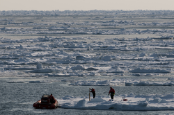 Drilling through an ice floe for ice algae in the Bering Sea.