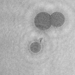 Holocam image of oil droplets.