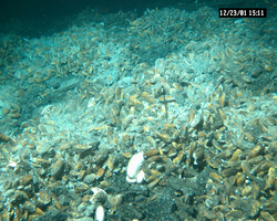 Clams and mussels viewed during Alvin dive 3737 at EPR.