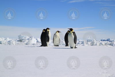 Penguins on ice in Weddell Sea, Antarctica.