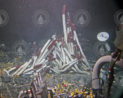 Tube worms at the Rosebud site