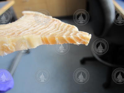 Sliced layer of shark vertebrae.