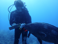 Laura Weber SCUBS diving with an inquisitive grouper.