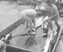 Anton Bruun - crew working with fish on deck