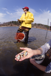 Student James Weinberg (standing) and Dale Leavitt collecting clams.