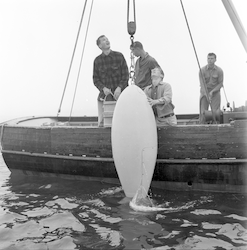 Testing fish, WH bathyscaphe