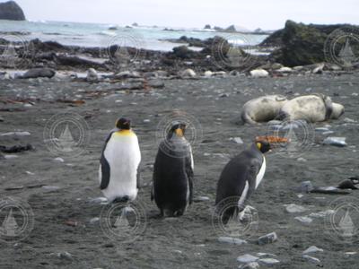 King penguins on Mcquarie Island in the Southern Ocean.