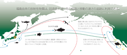Infographic showing radioisotopes tracking tuna migration (Japanese version).
