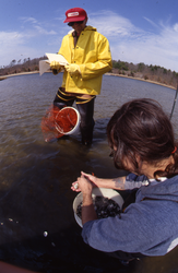 James Weinberg and Dale Leavitt collecting clams.