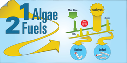 Isochrysis algae to biofuel and jet fuel illustration derived from Reddy article.