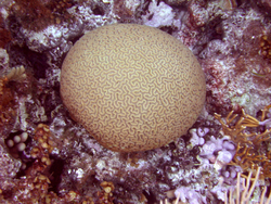 Symmetrical brain coral, diploria strigosa