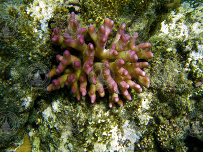 Corals on reef