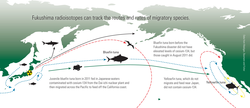 Infographic showing radioisotopes tracking tuna migration.