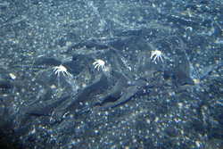 Crabs viewed during Alvin dive 3789.